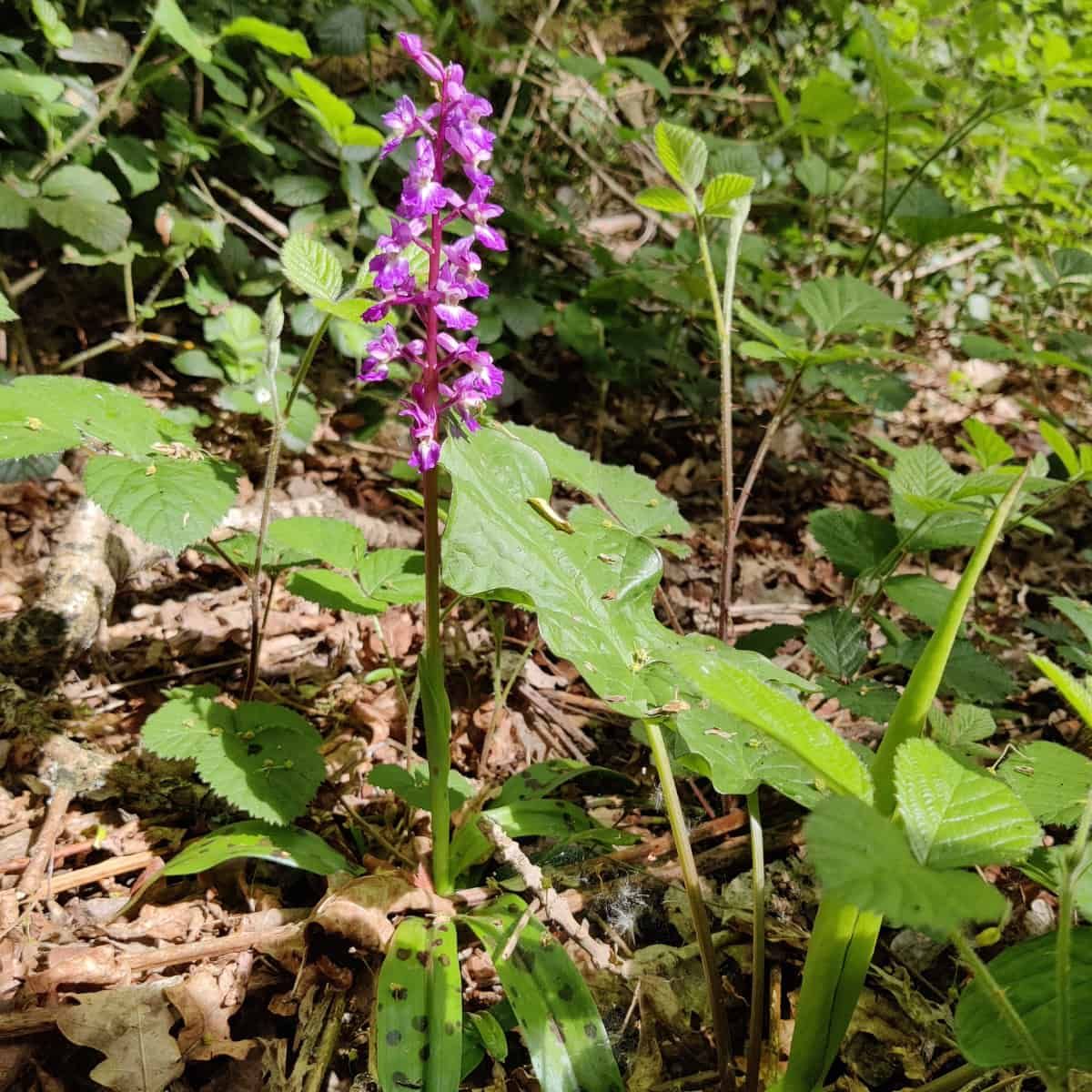 Orquídea roxa precoce com flores magenta vibrantes emergindo da serapilheira de um bosque antigo, cercada por...