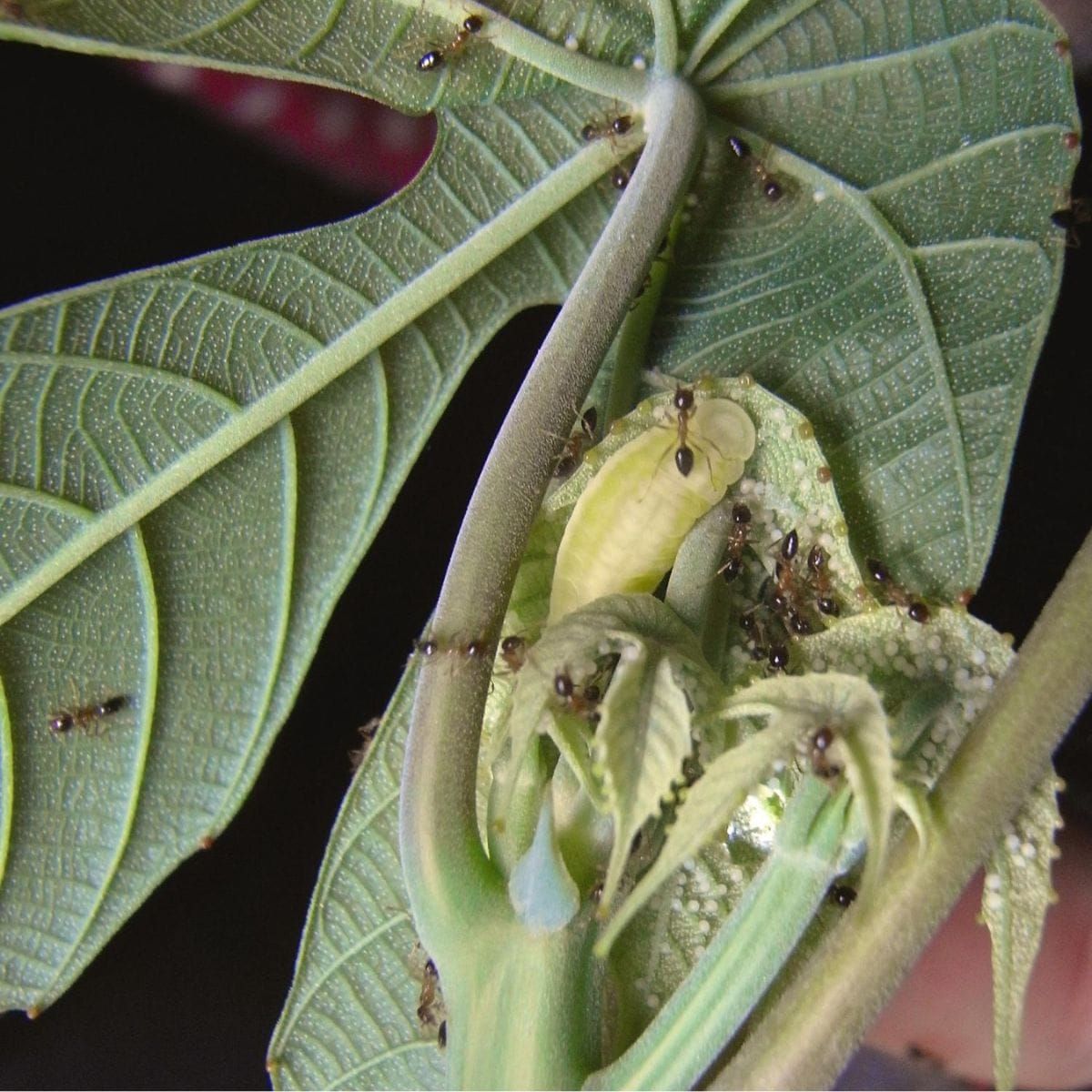 Árboles contra insectos: giros inesperados en un drama vegetal atemporal
