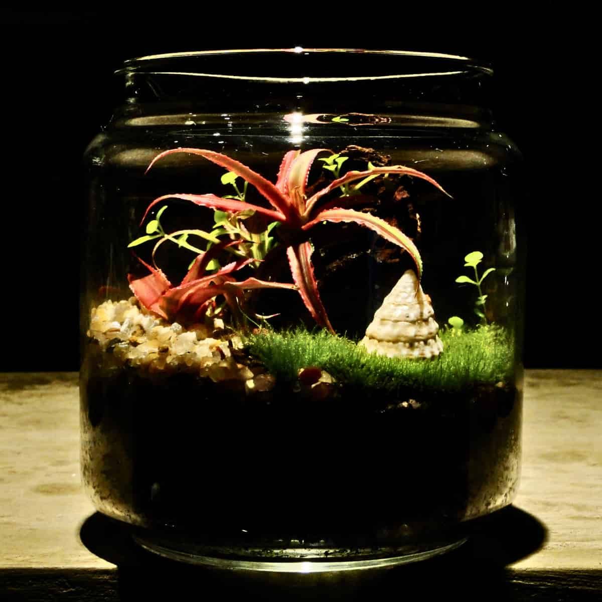 A moodily lit plant in a terrarium.
