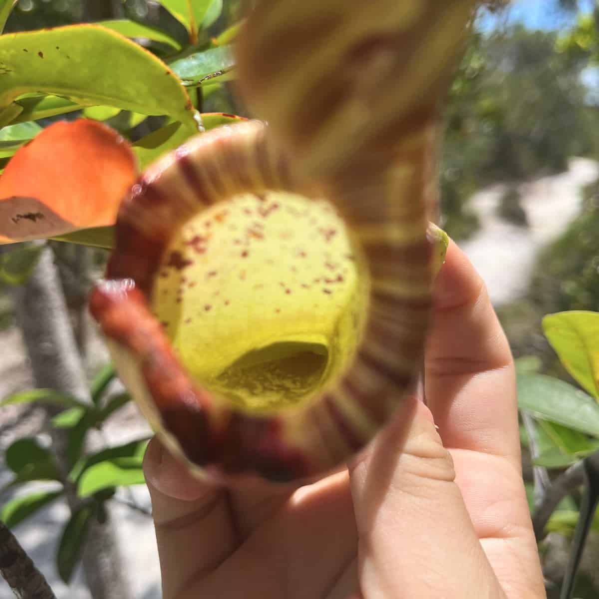 Una jarra de Nepenthes rafflesiana sostenida en una mano humana, que muestra la característica estructura de trampa tubular. La jarra es predo