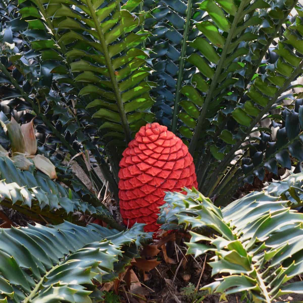 The red red cone of a cycad among verdant green leaves.