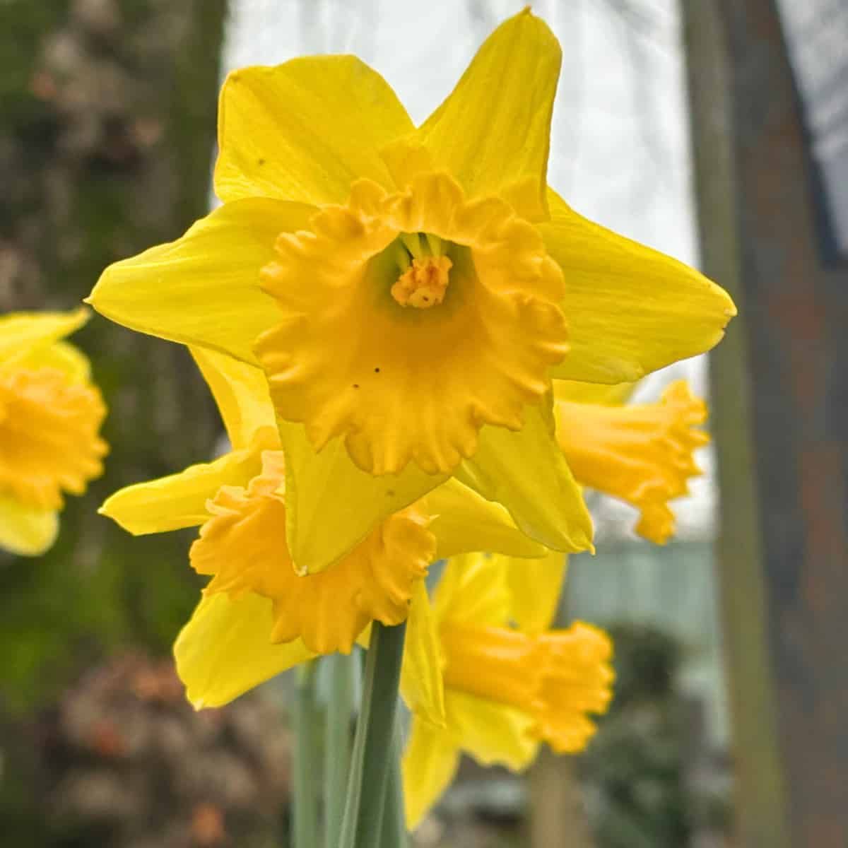 A daffodil blooms at Cardiff Riding School