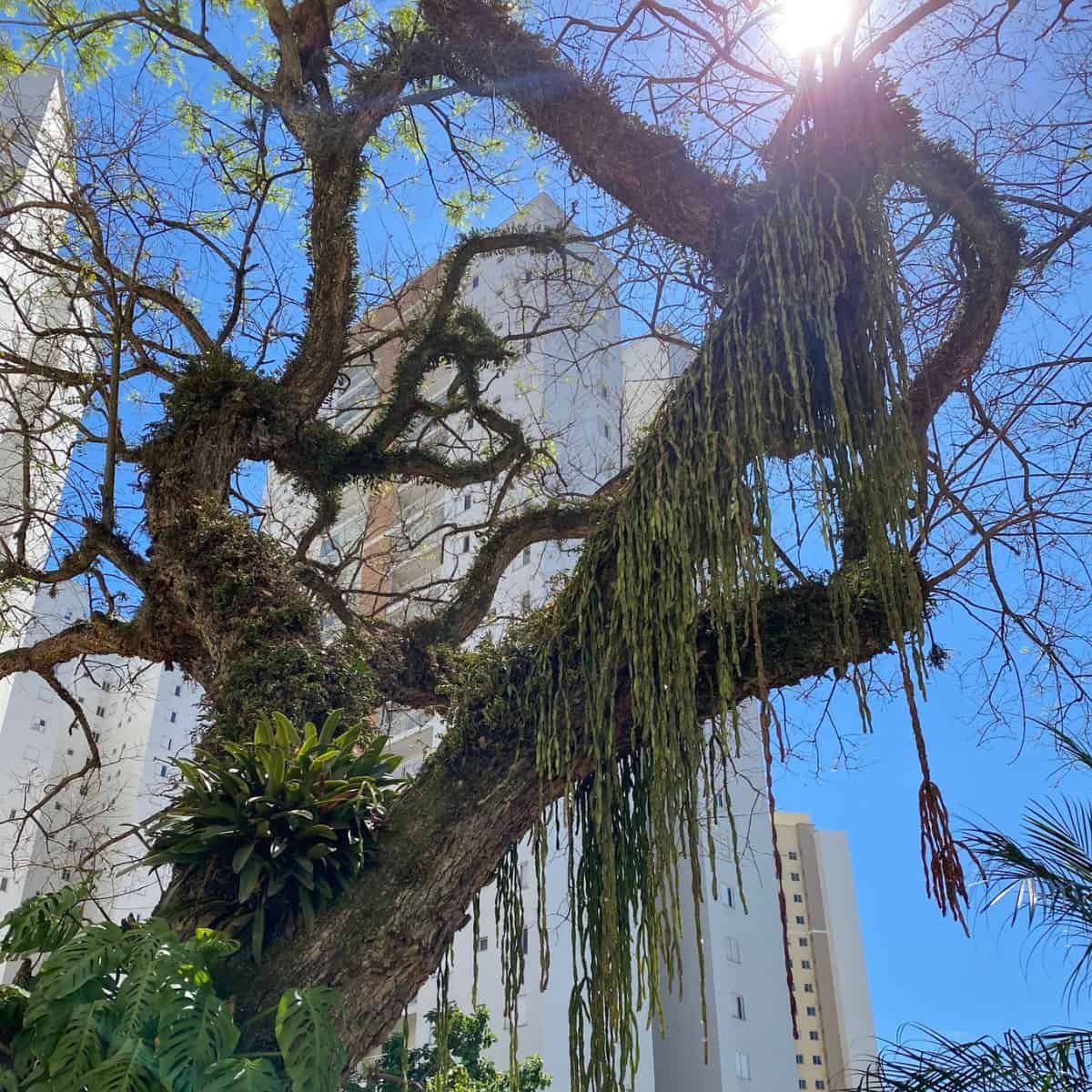 A chain cactus drips over the arms of a tree near the University of Campinas