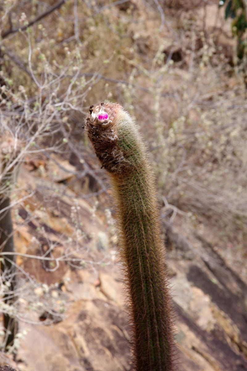 Image du cactus Coleocephalocereus goebelianus en blo