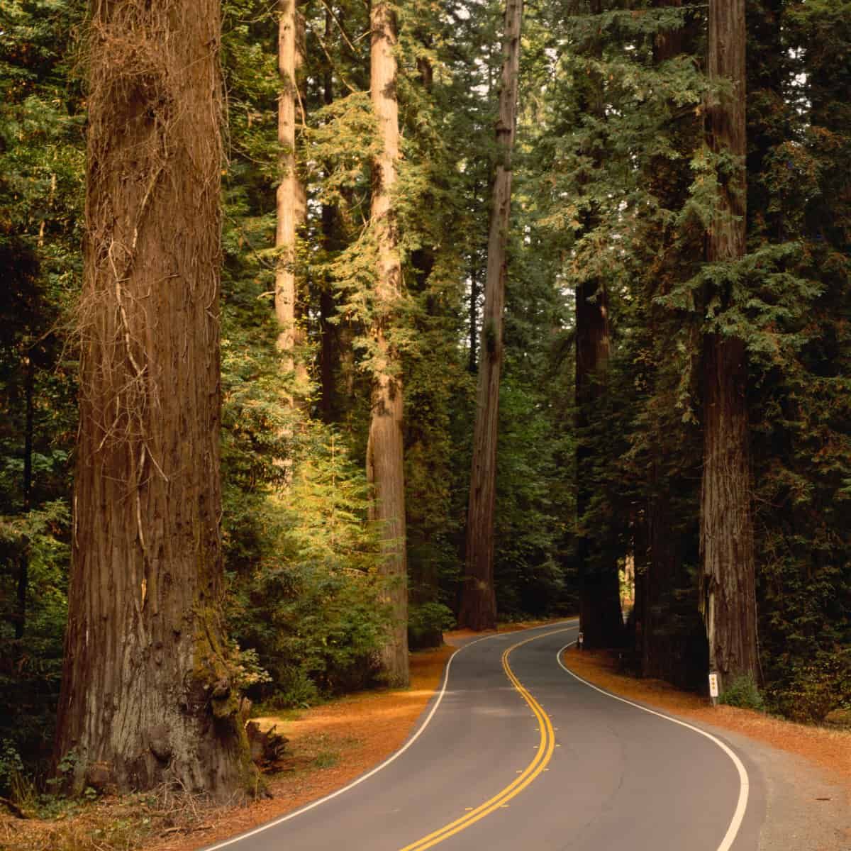 A California highway snakes through a stand of giant redwoods.