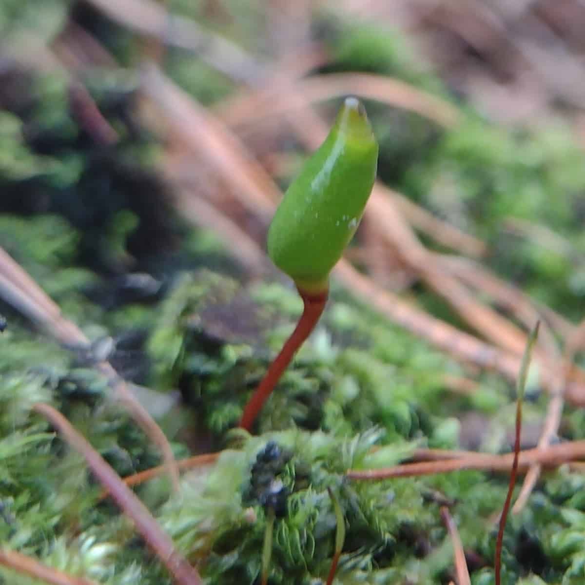 A single Buxbaumia viridis sporophyte with a green, pear-shaped capsule on a reddish-brown seta or stalk, rising from a mossy forest floor among fallen conifer needles.