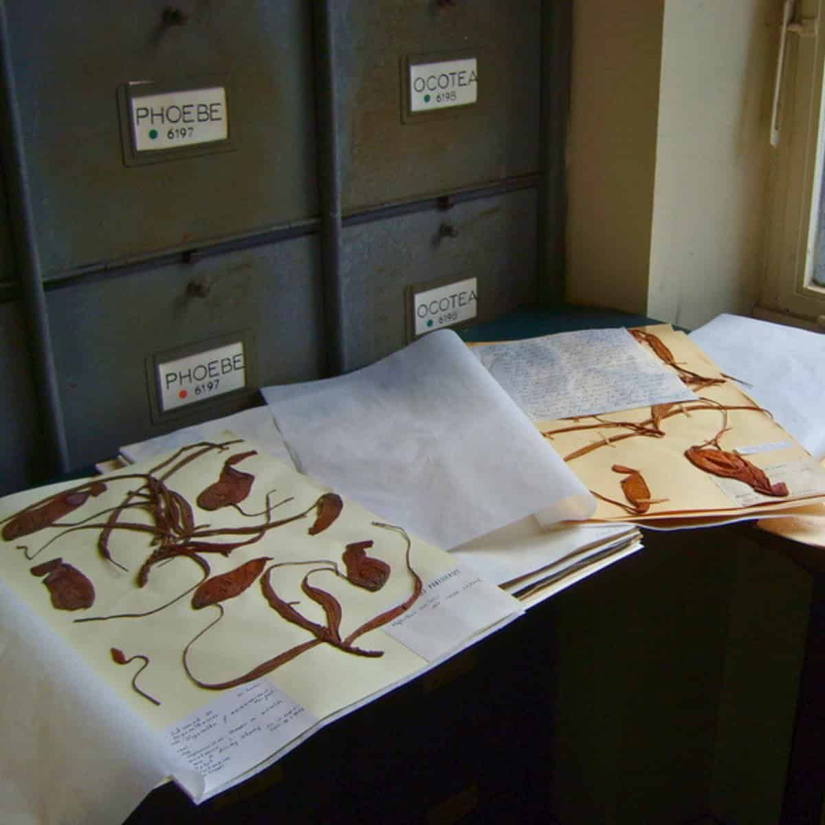 Herbarium Sheets Are Holding Secrets Their Makers Never Intended