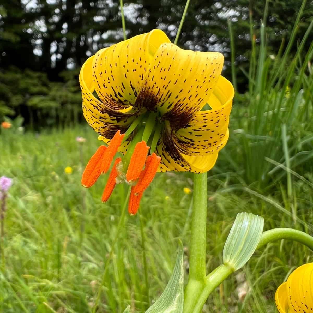 A striking Lilium bosniacum with yellow petals curling back to reveal bright orange anthers.