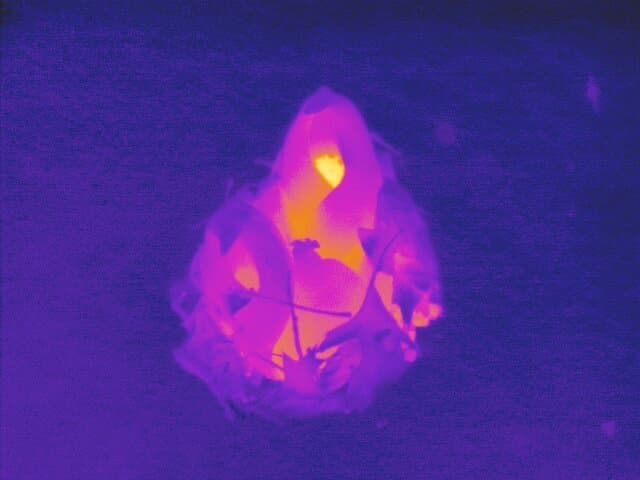 Thermal infrared image of Eastern skunk cabbage (Symplocarpus foetidus) emerging through snow.