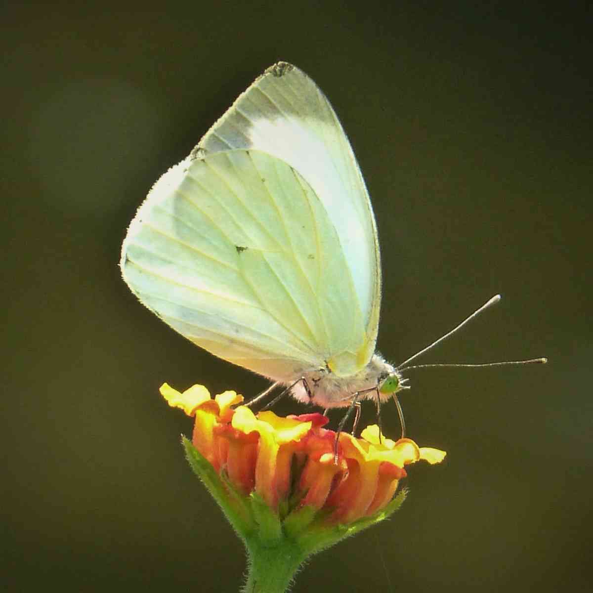 Bogotá vue par un papillon