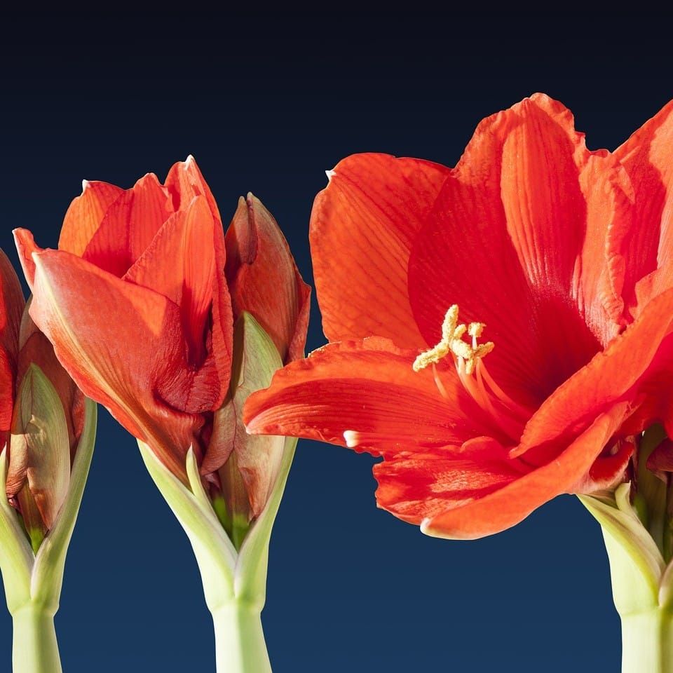 ¡Luces, cámara, florece!