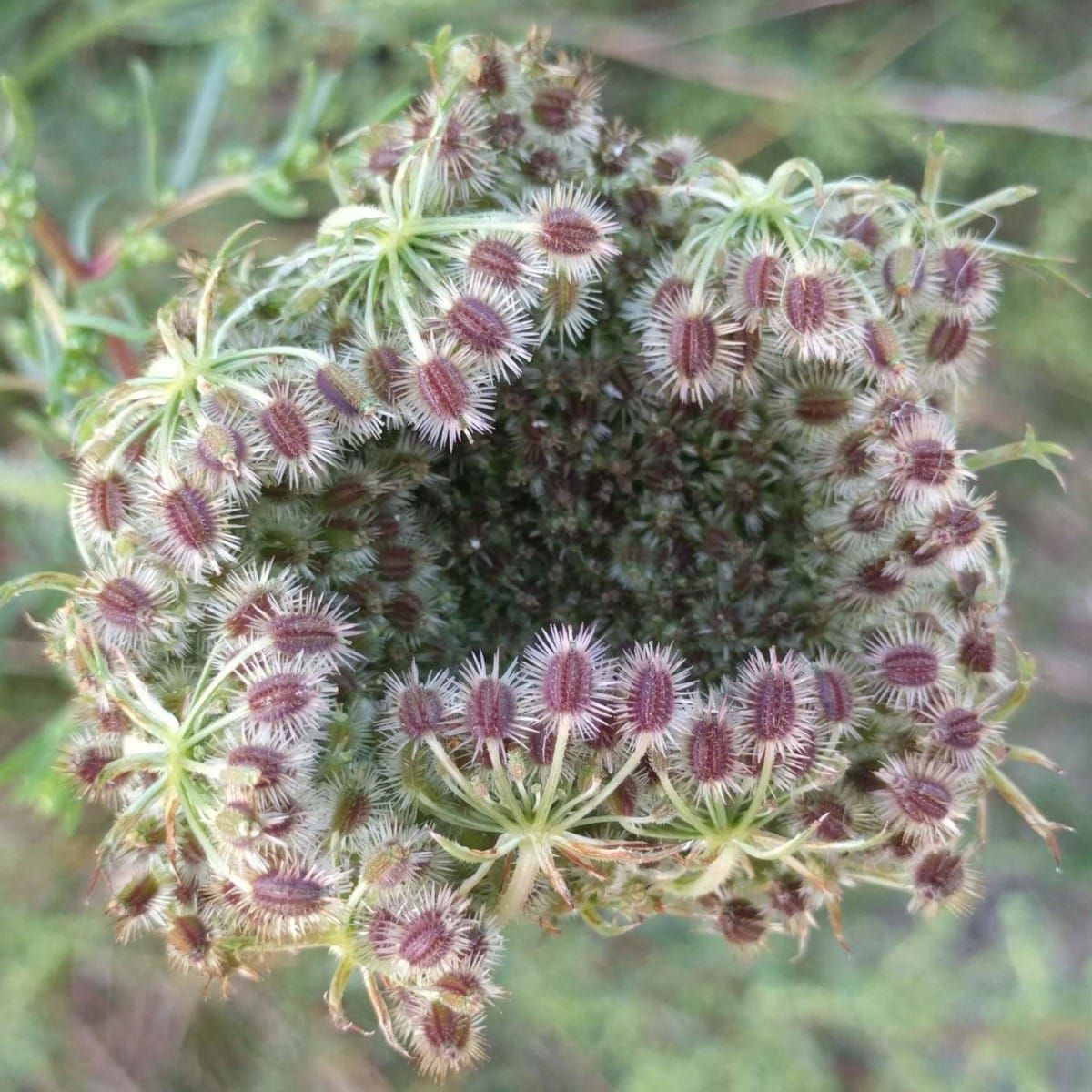 Semeando para uma Grã-Bretanha mais quente: as sementes de flores silvestres estão preparadas para o clima?