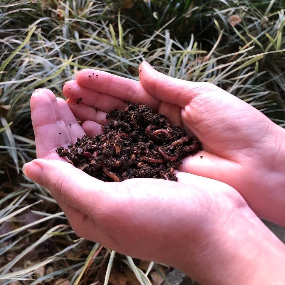 Earthworms: The Invisible Gardeners of Tropical Bryophytes