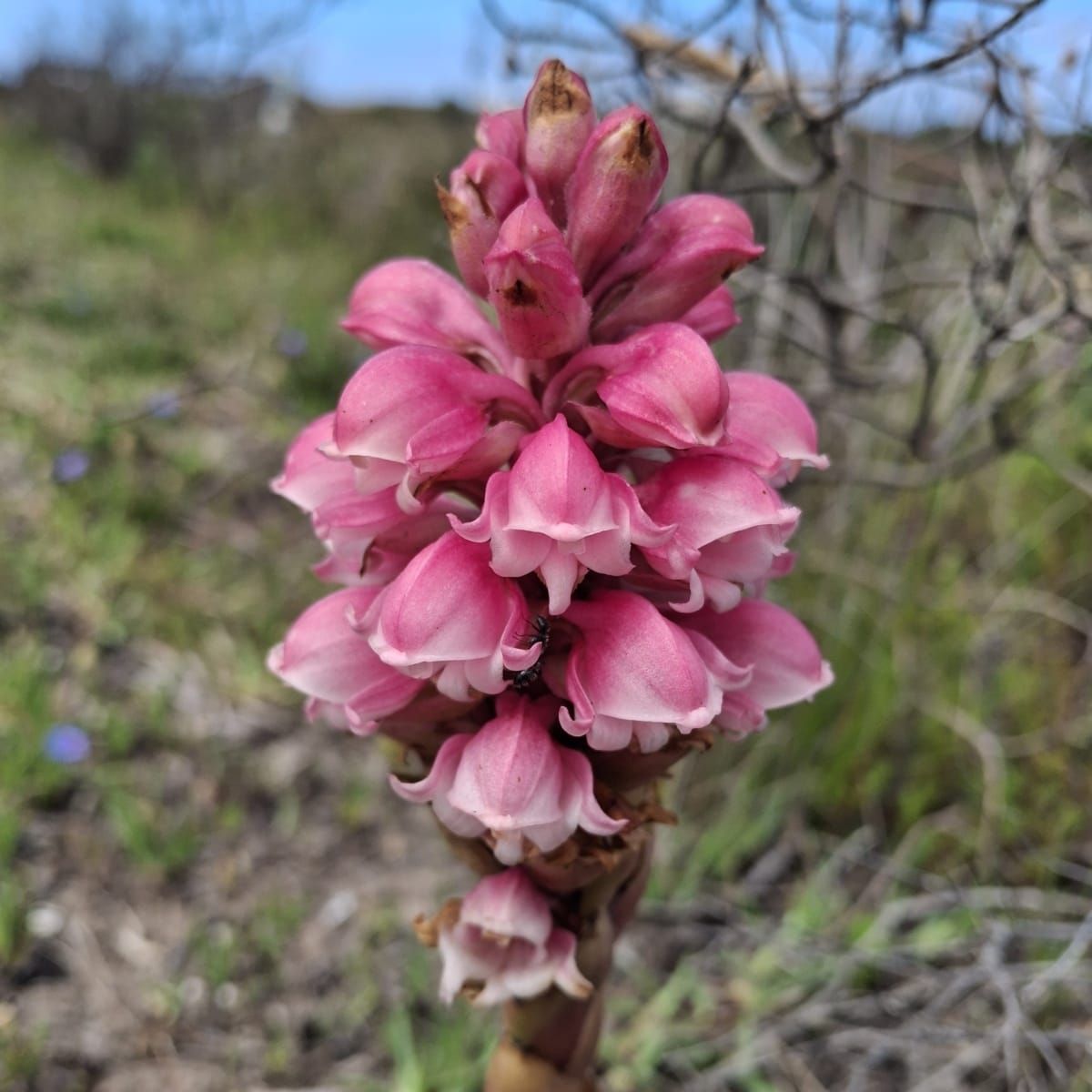 Renaître de ses cendres avec les Sunbirds