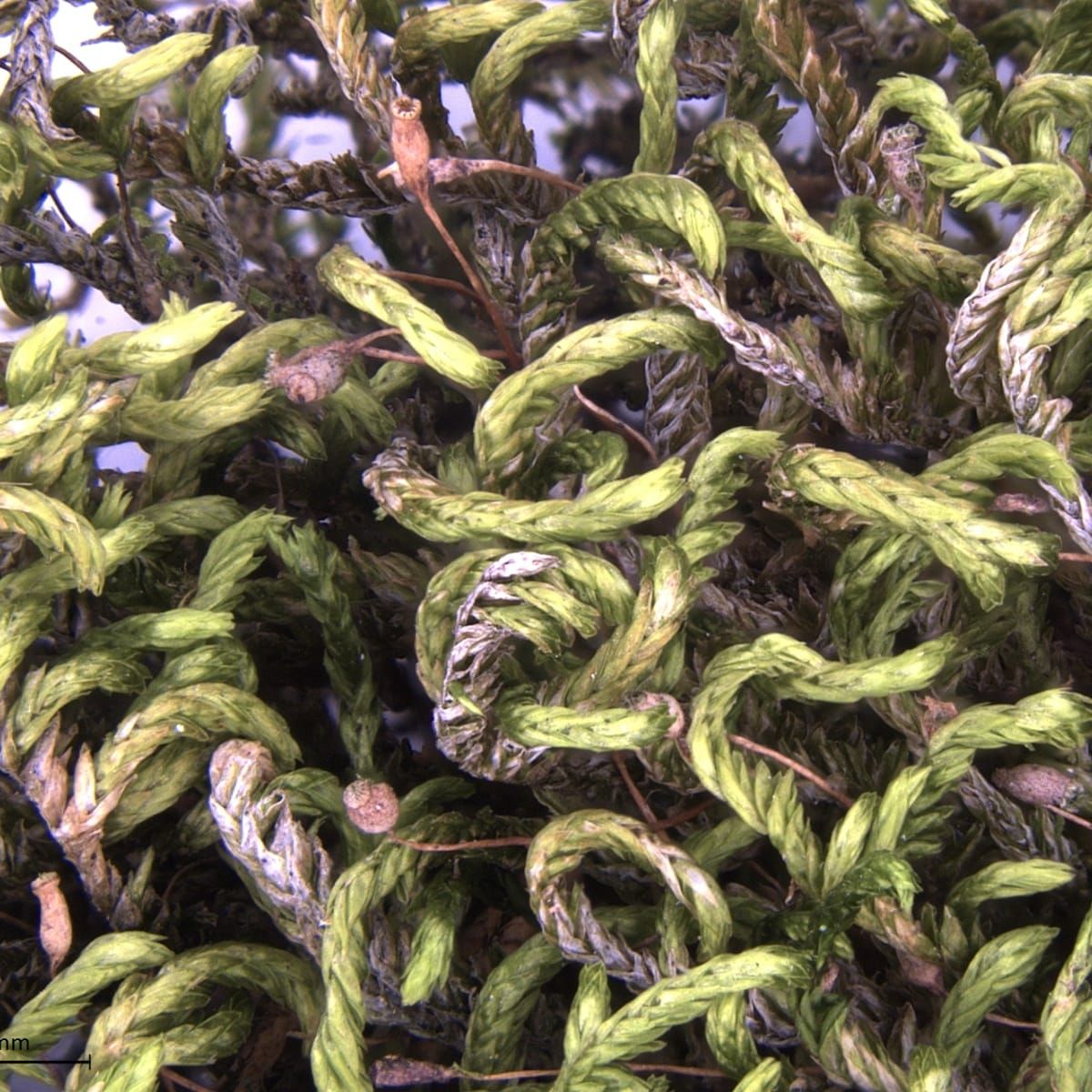 Between Drought and Rain: How a Tropical Moss Teaches Us To Survive in an Increasingly Unstable Climate