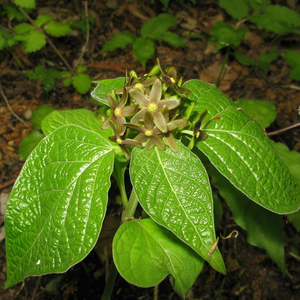 Eau De Fourmi Mourante: uma fragrância floral bizarra para atrair o amante certo
