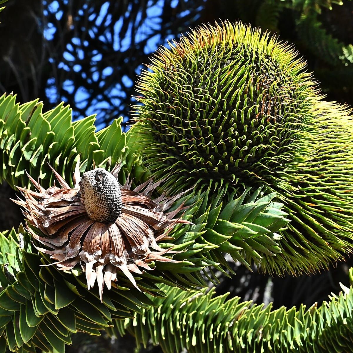 Not All Seeds Survive the Vault: Rethinking Seed Banking for Chile’s Trees