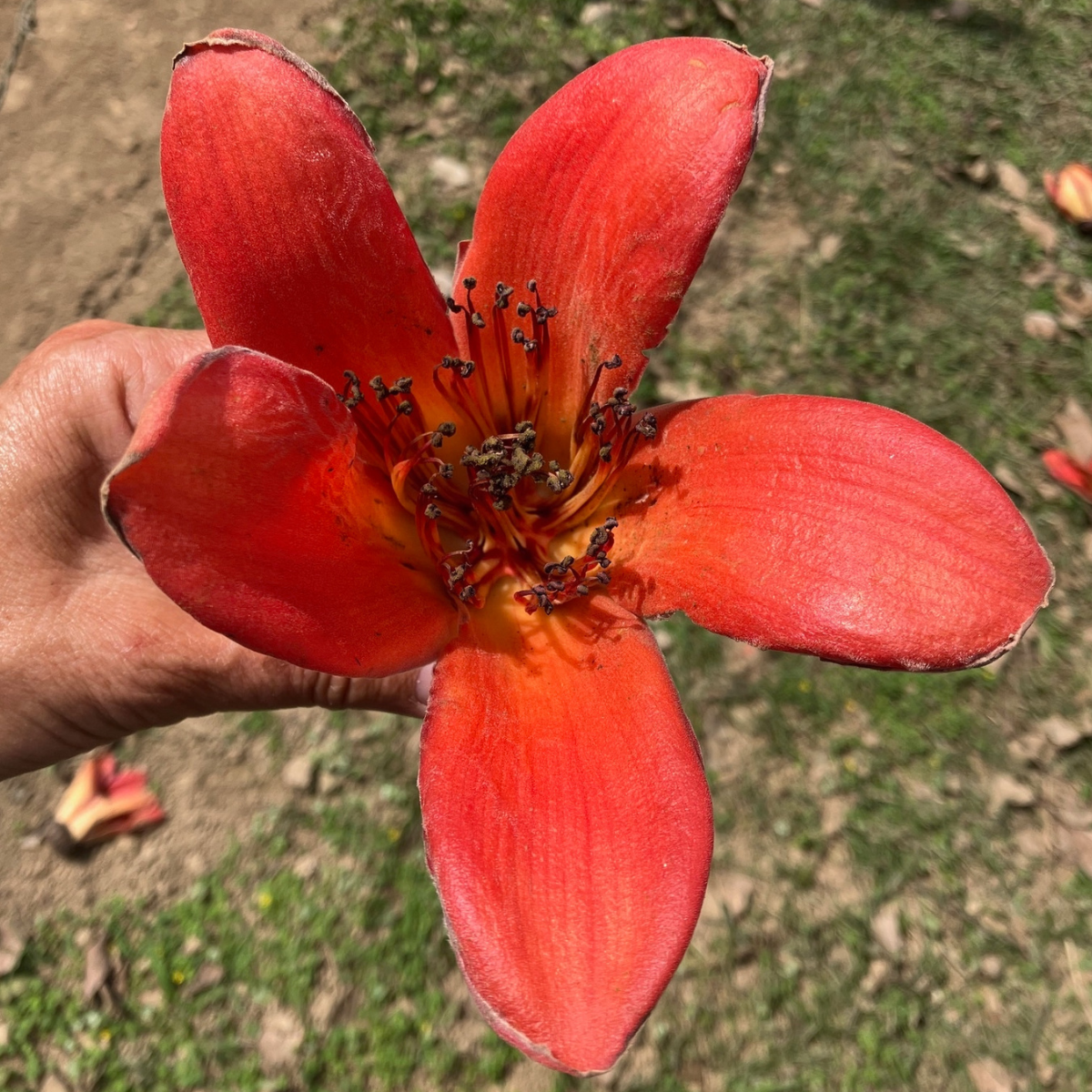 A hand holding a fallen Bombax ceiba flower, showing five thick red petals and a cluster of dark stamens with a yellow-orange centre.
