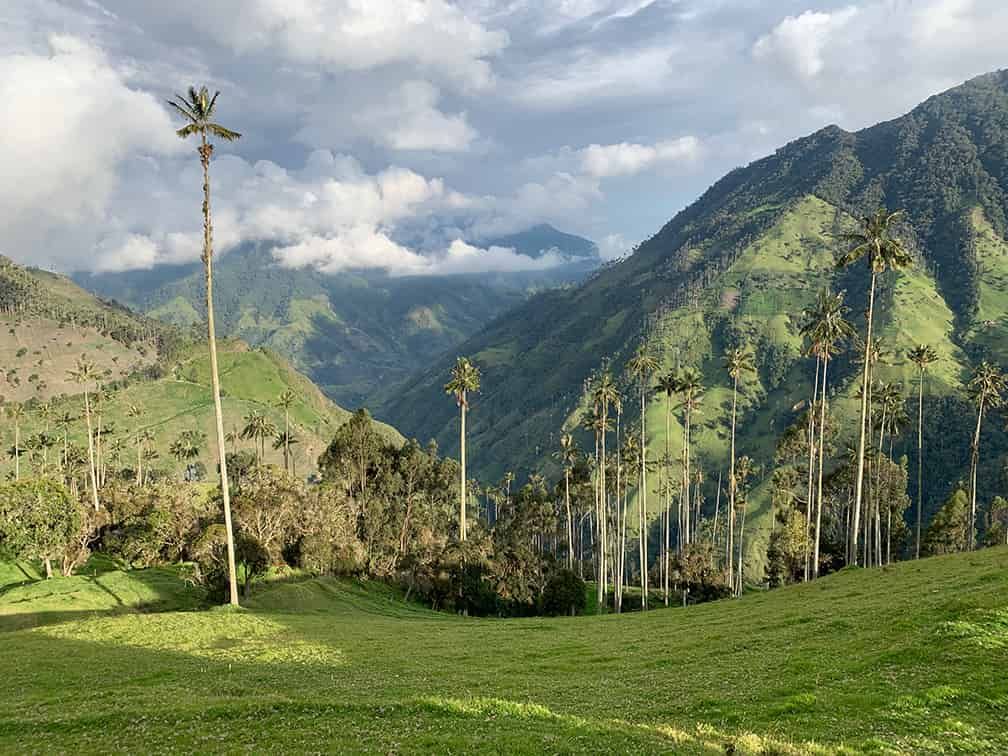 Almost impossibly tall palms reach for the sky in the mountains of Colombia.