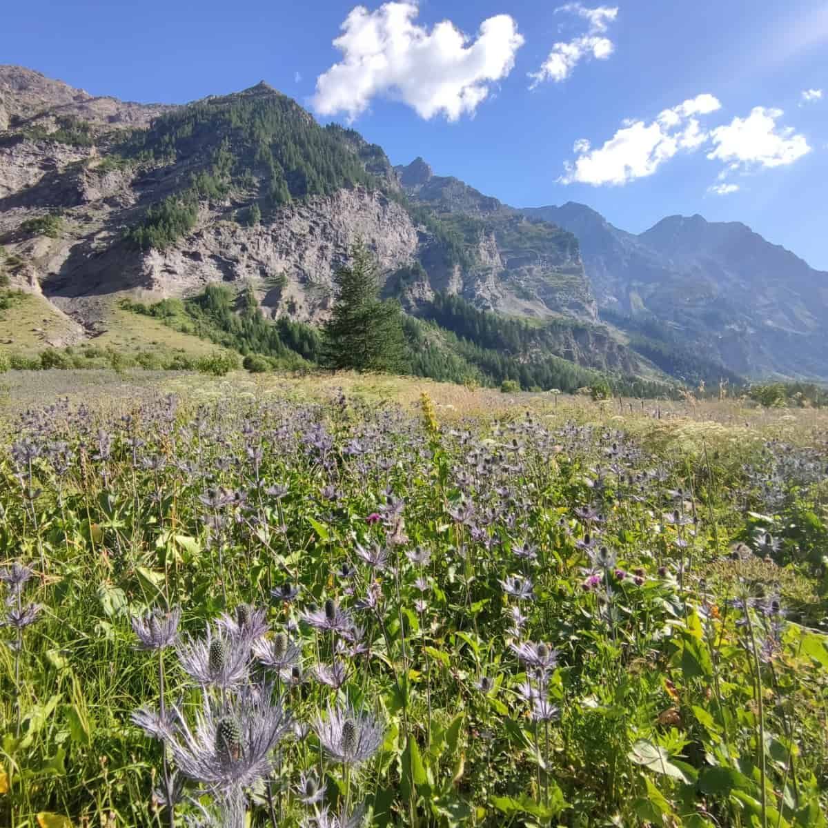 The Living Seed Banks of the Alps