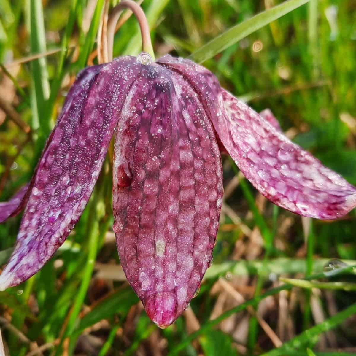 The hood of a Snake's Head Fritillary made from its chequerboard petals.