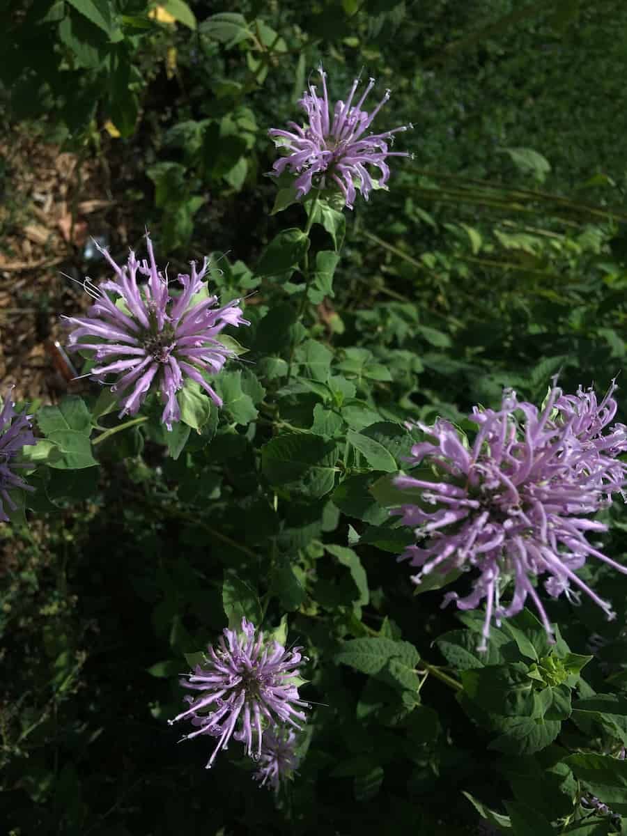 Four pale lavender Monarda fistulosa inflorescences with tubular two-lipped corollas and protruding stamens, growing among green foliage in dappled sunlight.