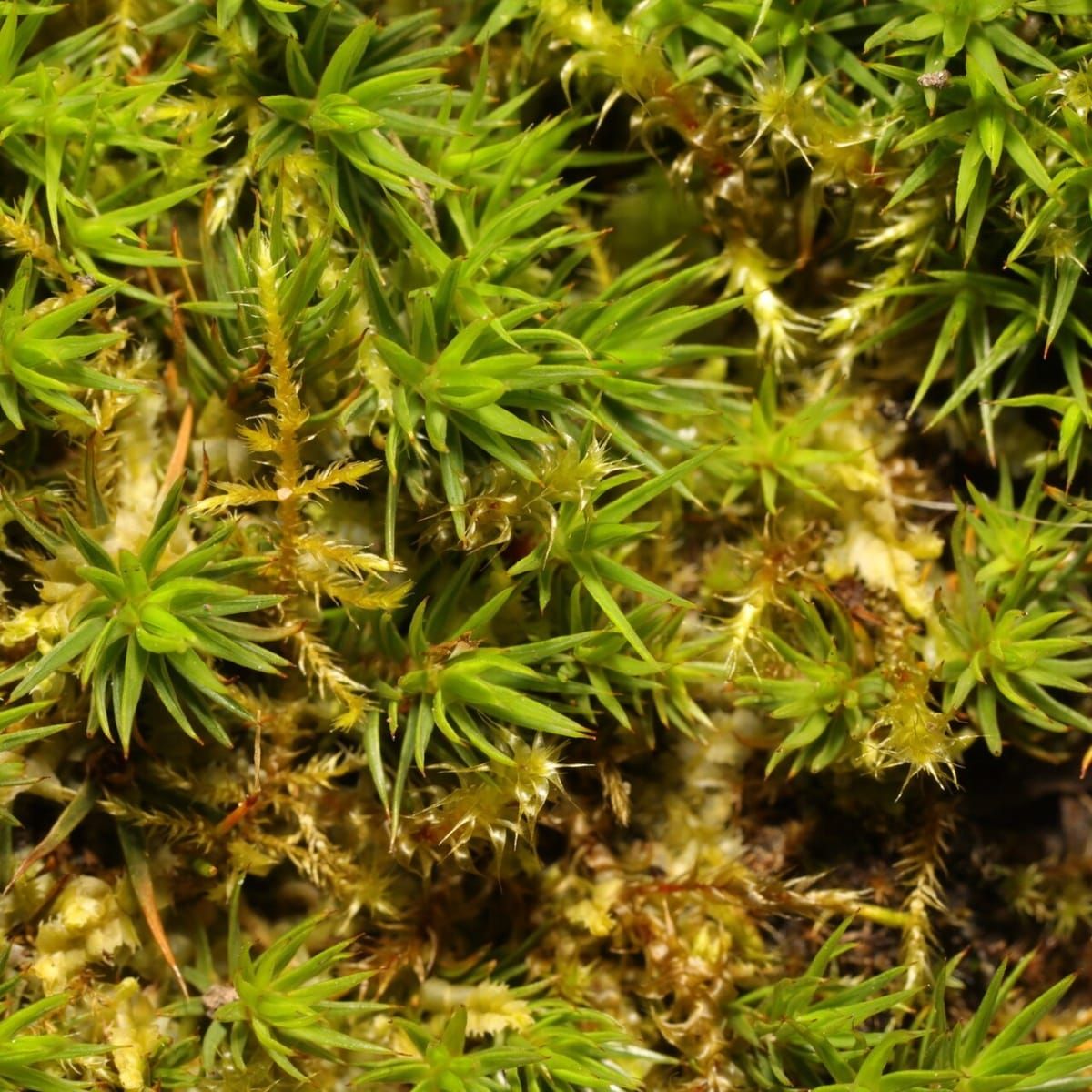 Mosses Also Master Aluminium Storage