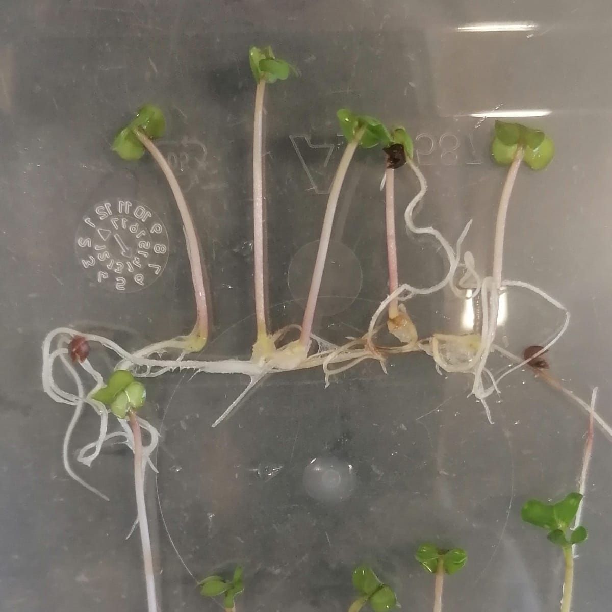 The Invisible Cost of Seed Ageing