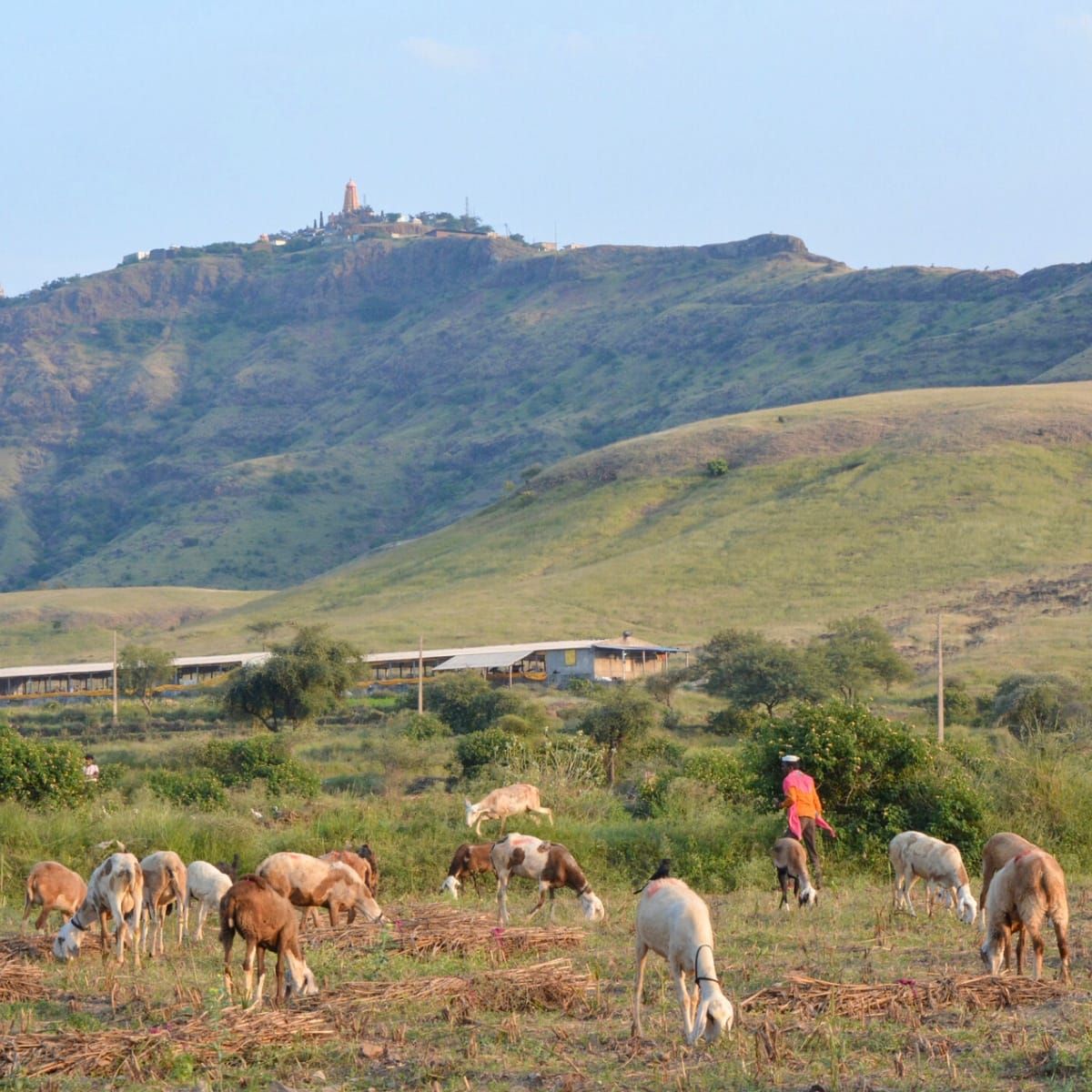 Ancient Sacred Stories Shed Light on the Long-debated Ecological Value of Indian Savannas