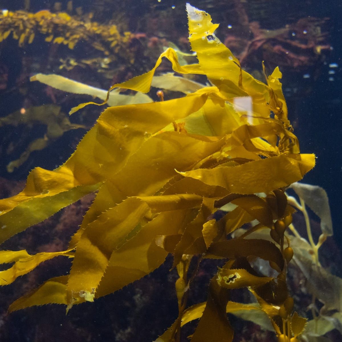 The Week in Botany April 20, 2026