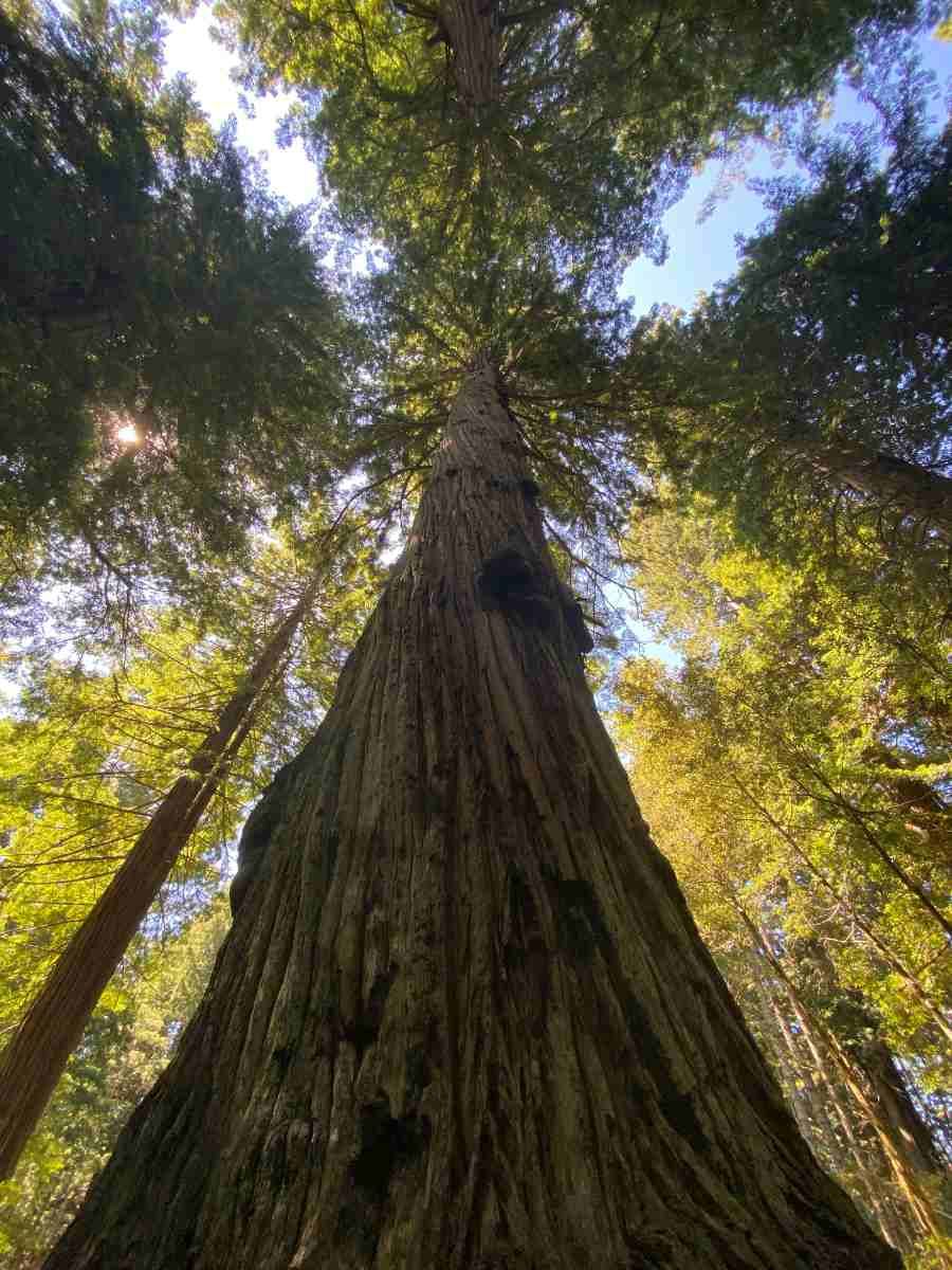 Why Needle Length Matters