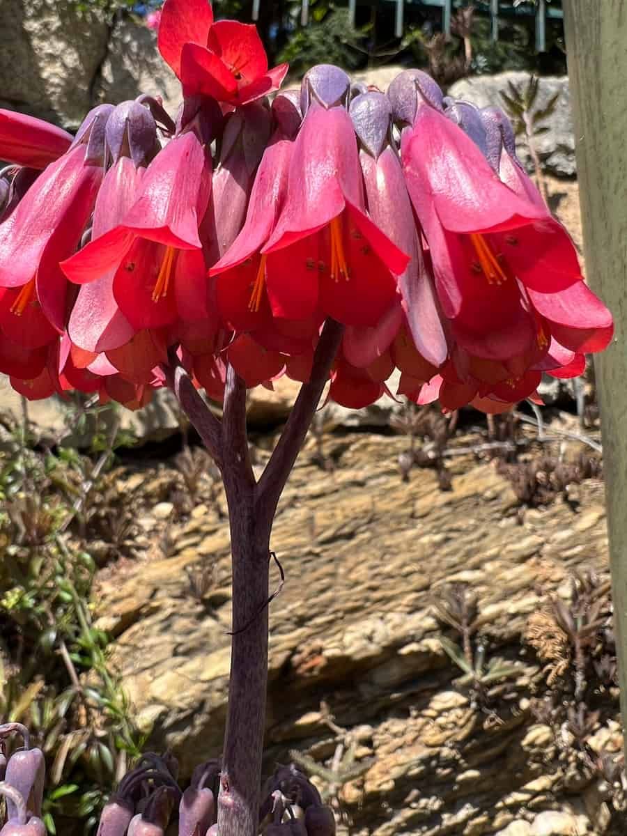 Pink and purple flowers of Kalanchoe × houghtonii hang downwards from the top of the plant, looking almost like an umbrella.