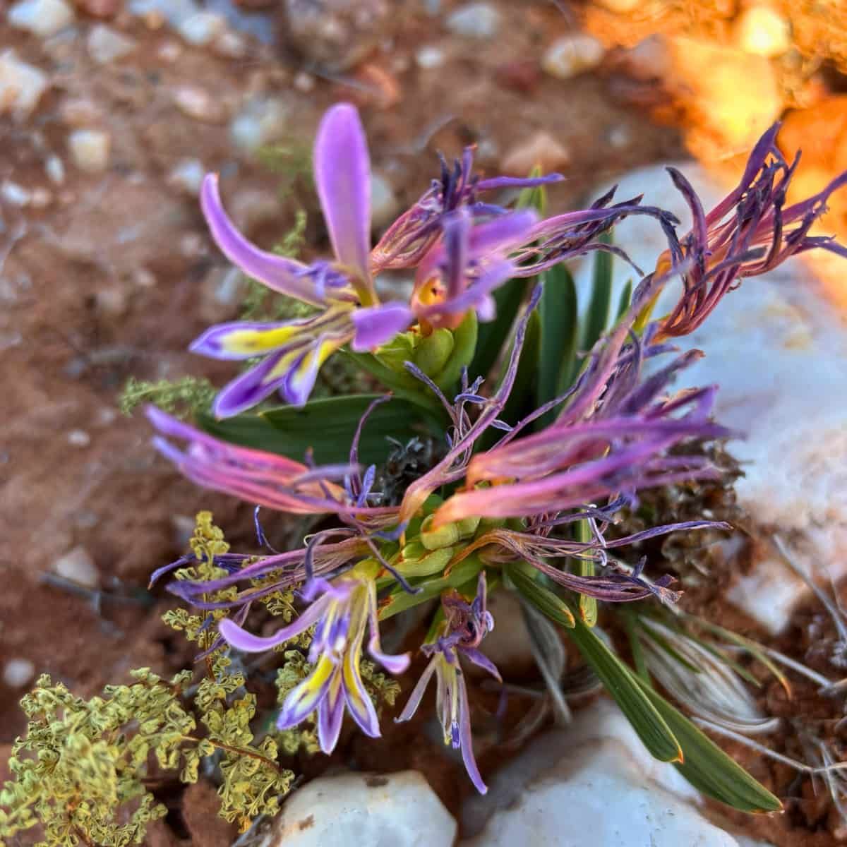 A small plant among the rocks, with petals like fireworks.