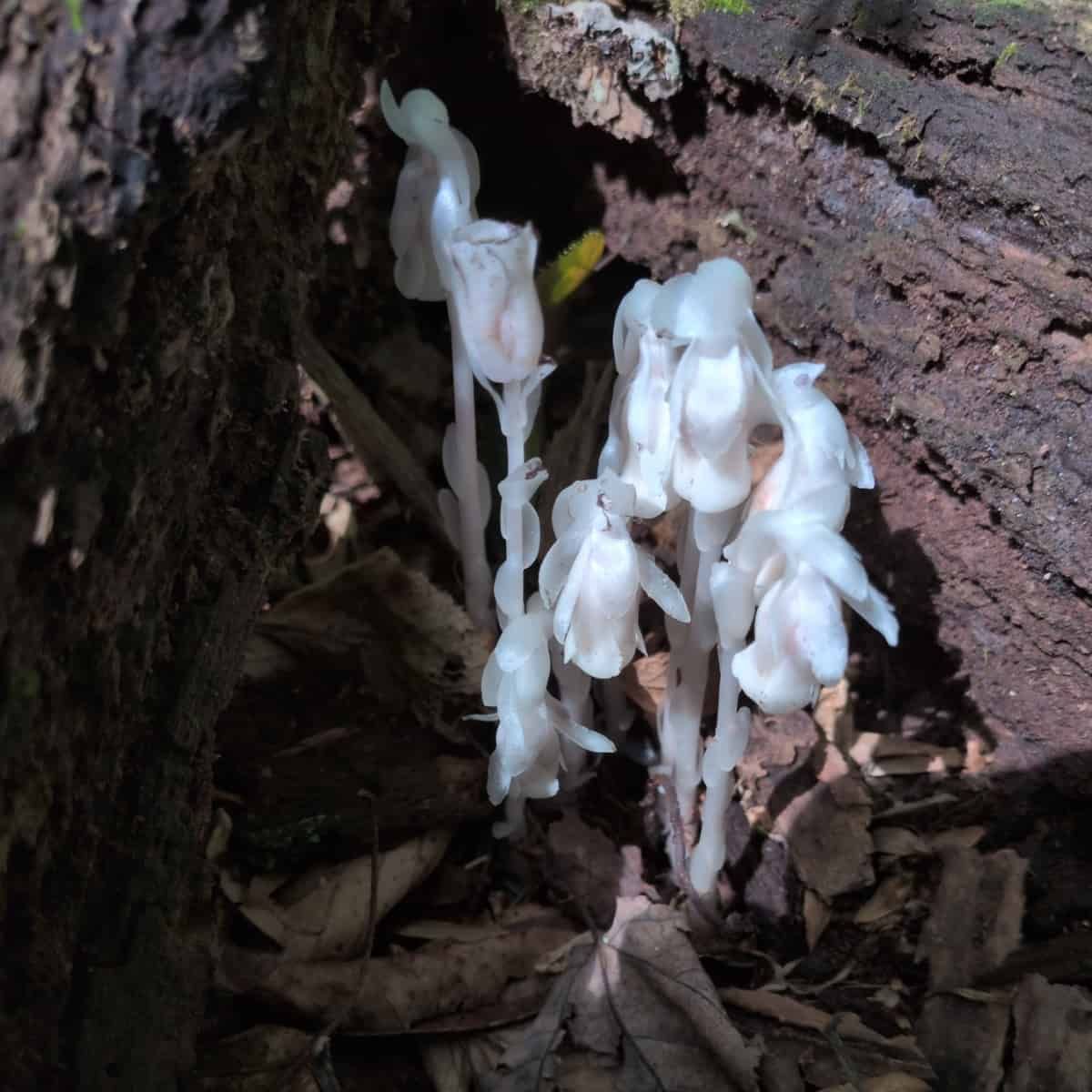 A dense cluster of Ghost Pipe flowers, pale and almost translucent, emerging from a dark hollow in the bark of a decaying log.