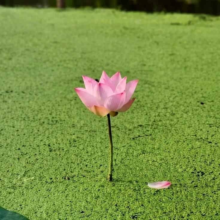 Nelumbo nucifera