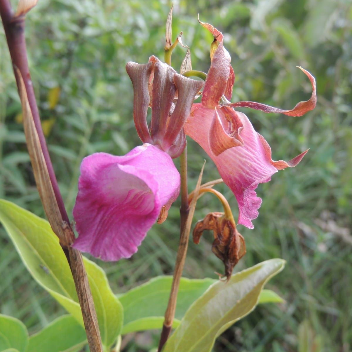 Meet the Brazilian Cerrado’s Greatest Impostor