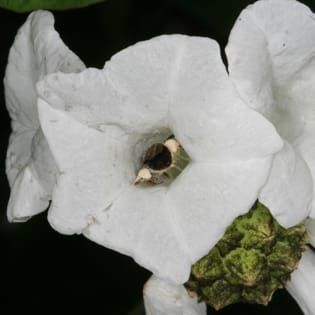 Cordia leucocephala
