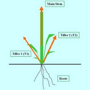 Regulation of tillering in sorghum: environmental effects