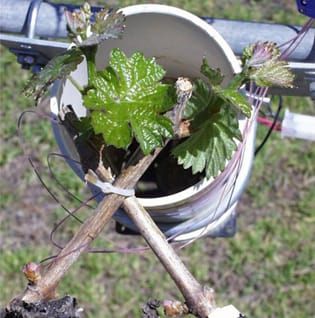Spring temperatures affect season-long growth in grapevine - Vitis vinifera