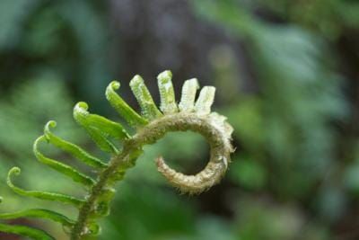 Will ferns play a key role in mitigating climate change for some forests?