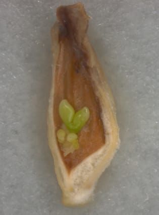 Polyembryony in non-apomictic citrus genotypes