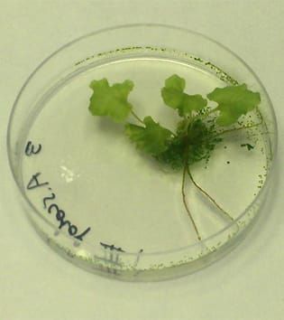 Mixed mating and colonization potential of a fern