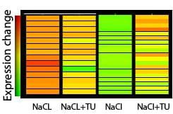 Microarray-analysis for components of salinity-stress tolerance