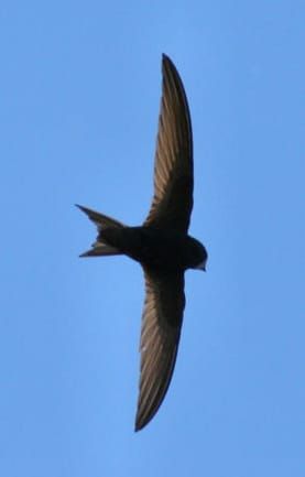Swift - Image: Paweł Kuźniar, Wikimedia Commons.