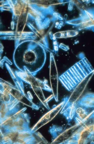 Image: Gordon T. Taylor, US National Oceanic & Atmospheric Administration.