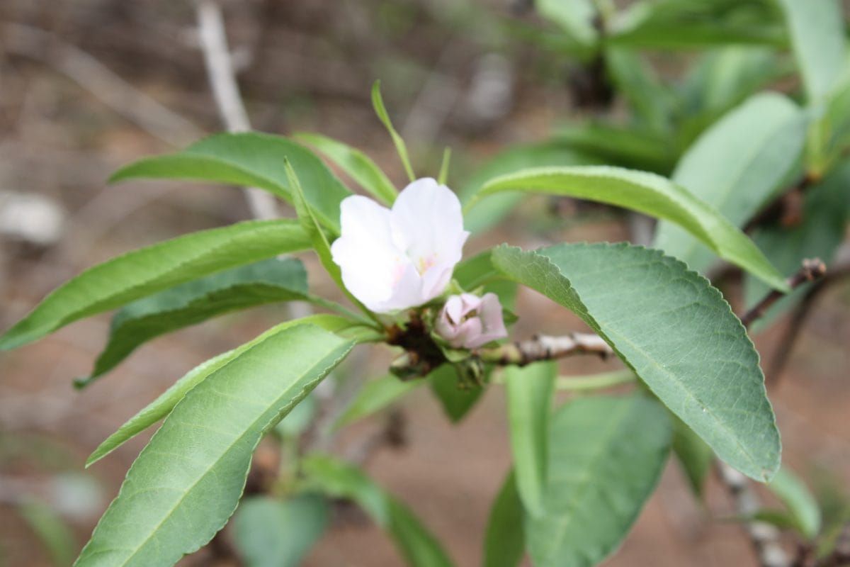 Almond flowering problem in Australia
