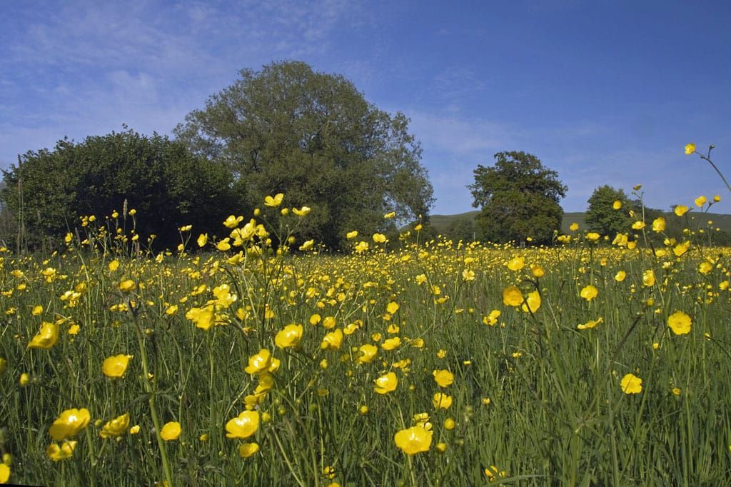Buttercups. Photo (cc) Marilyn Peddle.