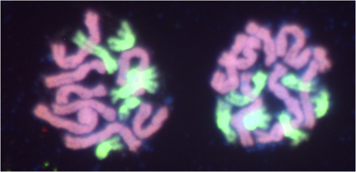 Chromosomes in a hybrid Crocus