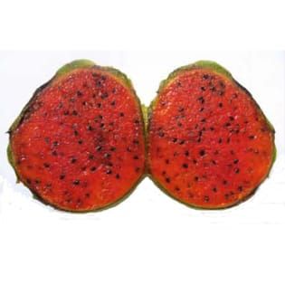 Domestication without a genetic bottleneck in Stenocereus (Cactaceae)