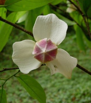 Floral form and ontogeny of Annonaceae